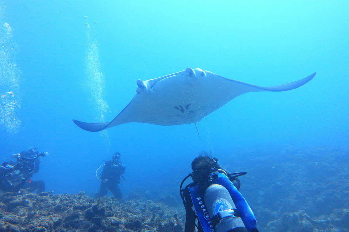 與Manta在海之聲中一同飛行in日本沖繩久米島feat. 嶼海tuà-hái - 映像生活Image Life